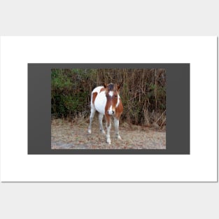 Wild horses, wildlife, Assateague, Island Babe Posters and Art